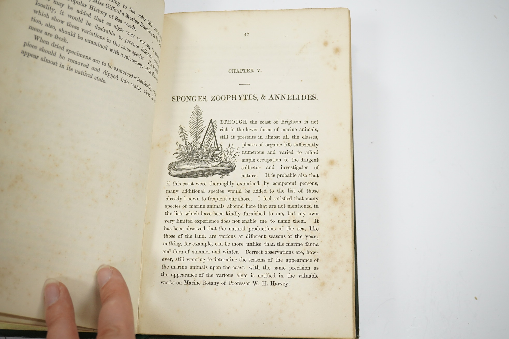 Merrifield, Mrs [Mary Philadelphia] - A Sketch of the Natural History of Brighton and its Vicinity, 8vo, original publishers green cloth gilt, with folding map, a 3cm. horizontal strip cut from top of front fly leaf, tit